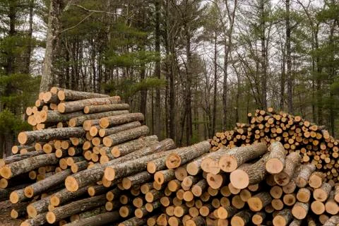 Logging 3 Stock Photos