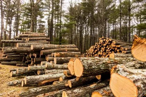 Logging 4 Stock Photos