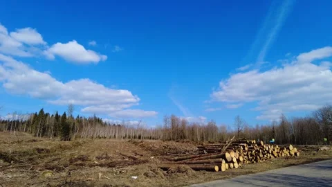 Logging activity in a forest area with cut trees near a road on a clear day Stock Footage 333441822
