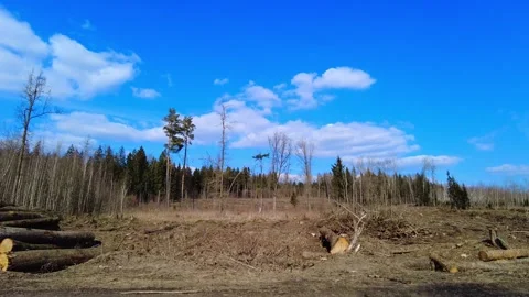 Logging activity in forest area with drone flying above in clear sky during dayt Stock-Footage 332564718