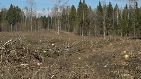 Logging activity in a forest area showing clear cut land in spring season near a Stock-Footage 332015256