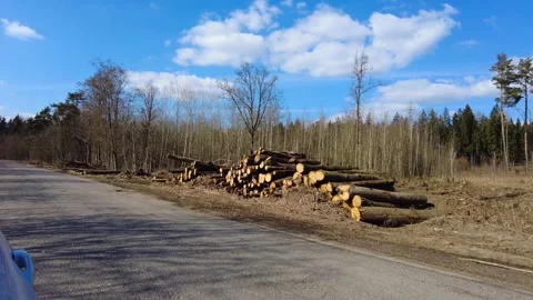 Logging activity near the road in a forest with piles of cut trees Stock Footage 333442942