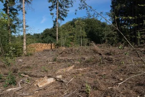 Logging area Stock Photos