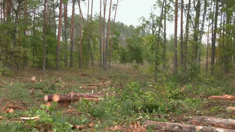 Logging in autumn, when trees are yellow Stock Footage 143020454