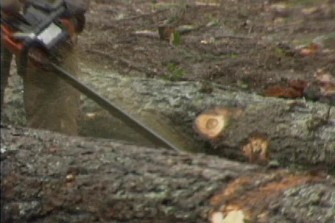 Logging chainsaws 02 Stock Footage 492033