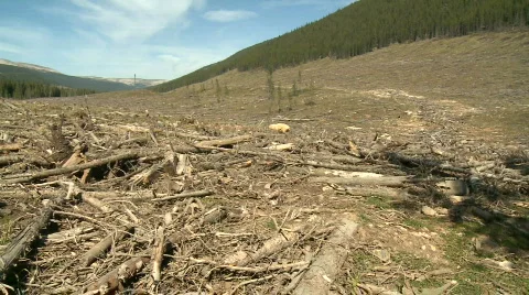 Logging Clear Cut Stock Footage 540469