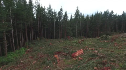 Logging clear cut forest Tree Farm Aerial Stock Footage 63763310