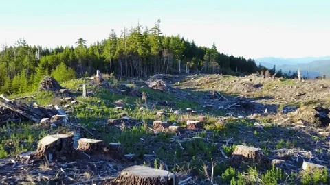Logging Clearcutting Deforestation Oregon Drone Aerial Stock Footage 77559096