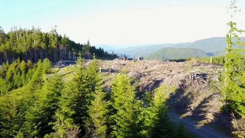 Logging Clearcutting Deforestation Oregon Drone Aerial Stock Footage 77559116