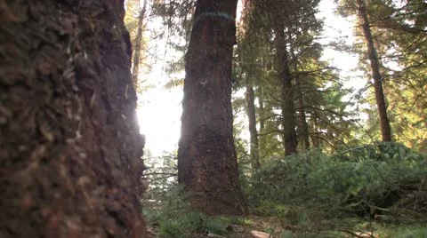 Logging closeup of a tree being cut Stock Footage