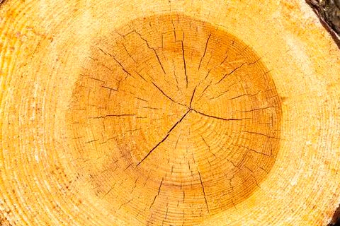 Logging   conifer tree 스톡 사진