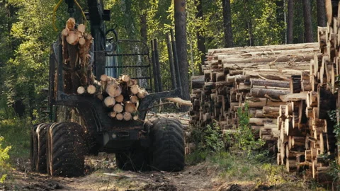 Logging Crane Stacking Process At An Industrial Forestry Production Site Stock Footage 279234151