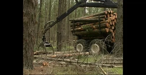 Logging Crew Cutting Pine Logs In Forest – Australia Mid-1990s Video stock 318823955