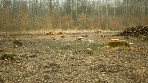 Logging cut industry pile timber of felled wood branches cutting deforestation Video stock 151331217