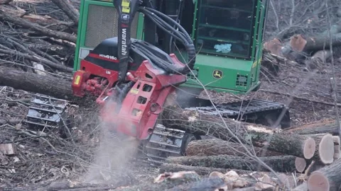 Logging Cutter Trees in Forest Stock Footage 172263831