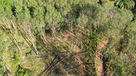 Logging Deforestation Stock-Footage 101006636
