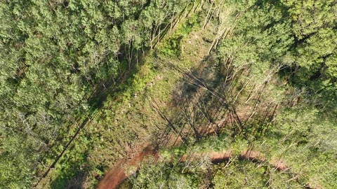 Logging Deforestation 動画素材 101006701