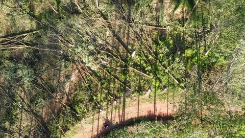 Logging Deforestation 스톡 동영상 101008602