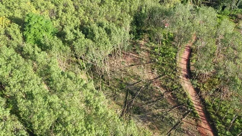 Logging Deforestation Vidéo 101009128