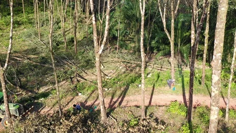 Logging Deforestation 動画素材 101009421
