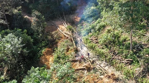 Logging Deforestation Video stock 101287703
