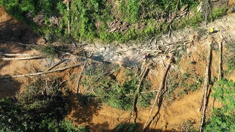 Logging Deforestation Video stock 101287964