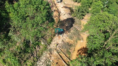 Logging Deforestation Stock Footage 101328661