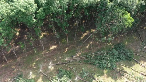 Logging Deforestation Видео 105281909