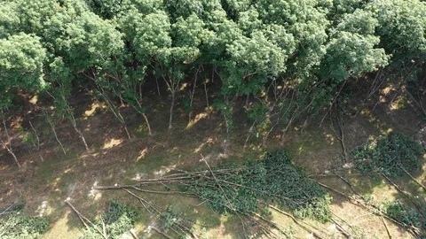 Logging Deforestation Vídeo Stock 105282822