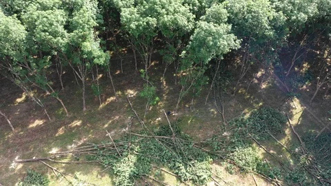 Logging Deforestation Vidéo 105284119