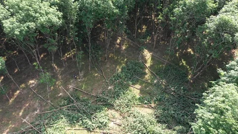 Logging Deforestation Stock Footage 105284489