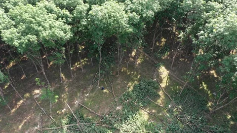 Logging Deforestation 스톡 동영상 105284988