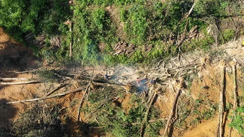Logging Deforestation Video stock 112777151