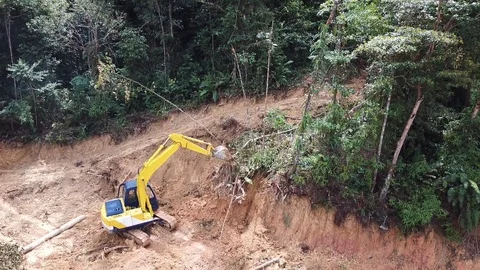 Logging Deforestation Video stock 117091756