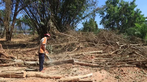 Logging Deforestation Stock Footage 123629172
