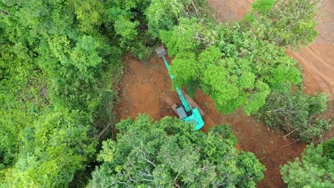 Logging Deforestation Stock Footage 132031290