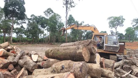 Logging Deforestation Vídeos de archivo 132569510