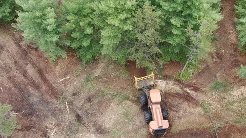 Logging Equipment Cuts Down and Grinds Tree for Forest Fire Suppression, 4K Stock Footage 116990467