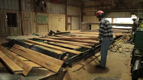 Logging Factory Mill Worker Sorting Wood Stock Footage 172264536