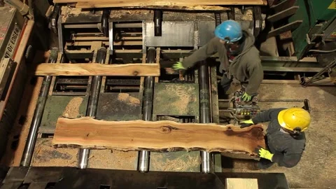 Logging Factory Workers Pushing Wood in Mill Saw Cutter Stock Footage 172264585