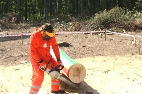 Logging Stockbeeldmateriaal 12289466