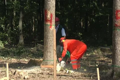 Logging 스톡 동영상 12289474