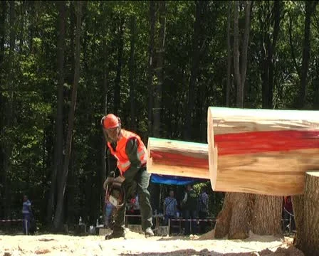 Logging 스톡 동영상 12289521