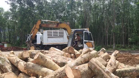Logging Stock Footage 130475645