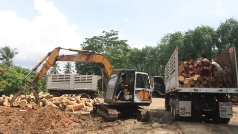 Logging Stock Footage 130475977