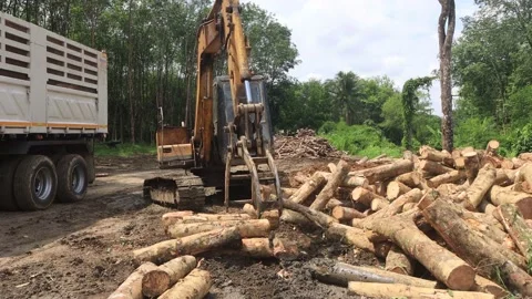 Logging Stock Footage 130478249