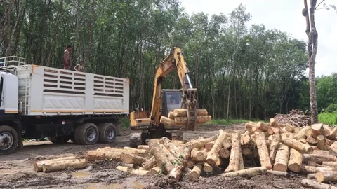 Logging Stock Footage 130490006