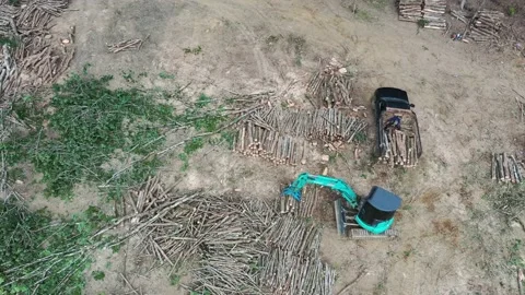 Logging Stock Footage 134303049