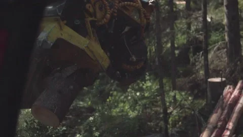 Logging Video stock 166091536