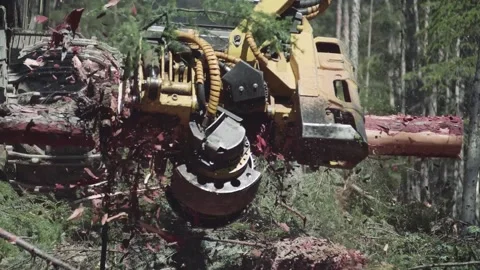 Logging Video stock 166091556